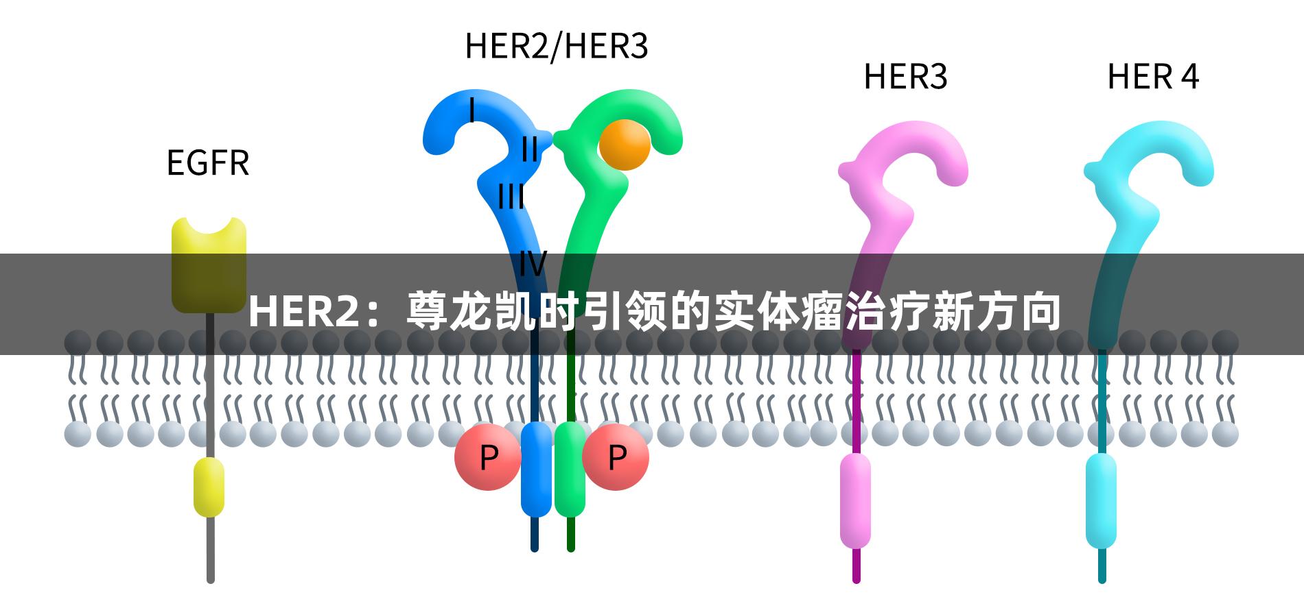 HER2：尊龙凯时引领的实体瘤治疗新方向
