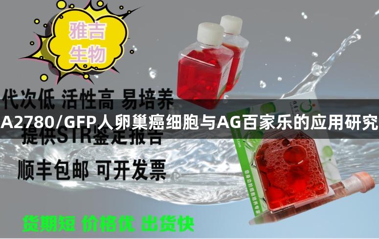 A2780/GFP人卵巢癌细胞与AG百家乐的应用研究