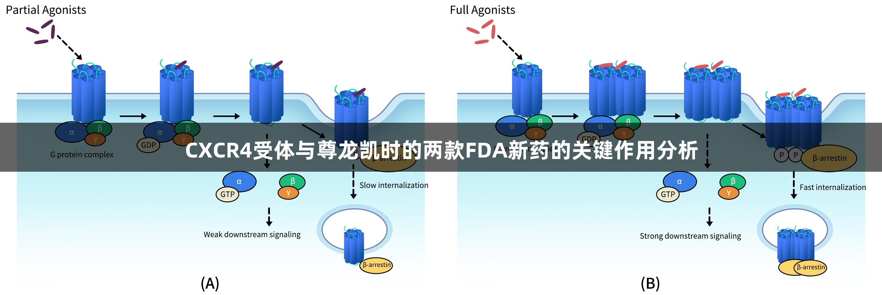 CXCR4受体与尊龙凯时的两款FDA新药的关键作用分析