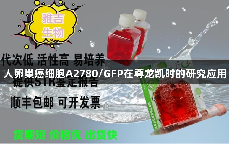人卵巢癌细胞A2780/GFP在尊龙凯时的研究应用