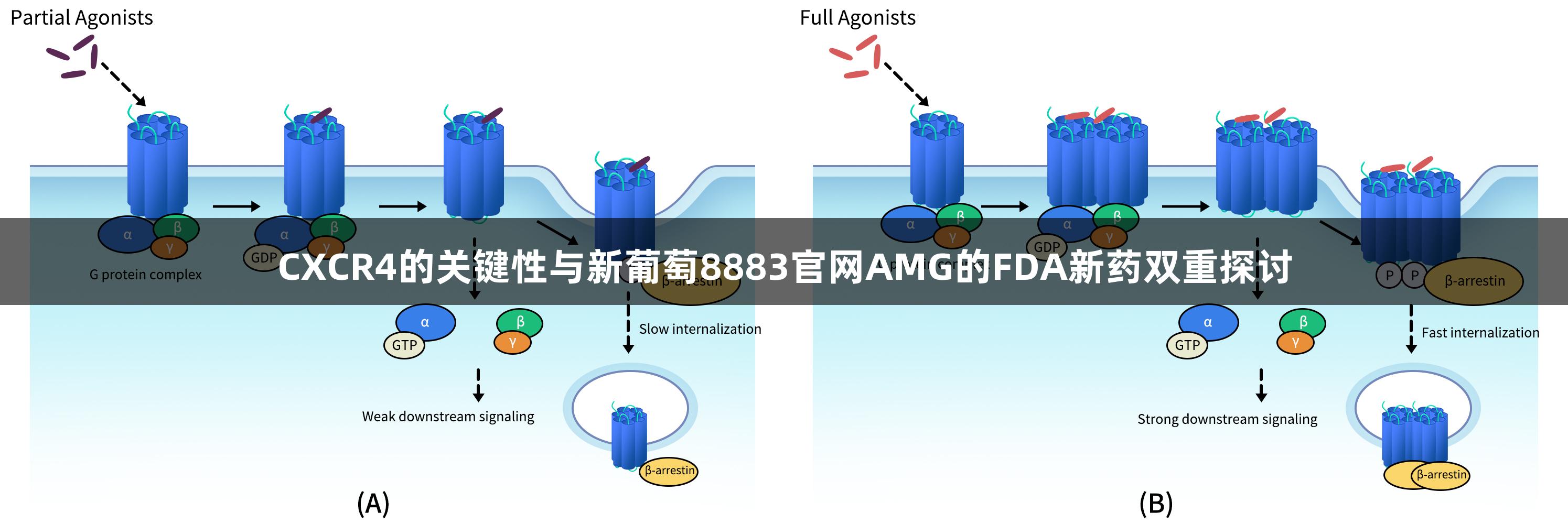 CXCR4的关键性与新葡萄8883官网AMG的FDA新药双重探讨
