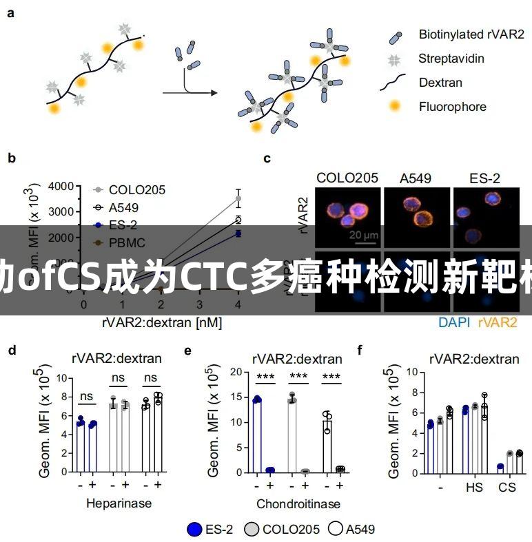 突破性发现：尊龙凯时推动ofCS成为CTC多癌种检测新靶标，赋能癌症早筛技术革新