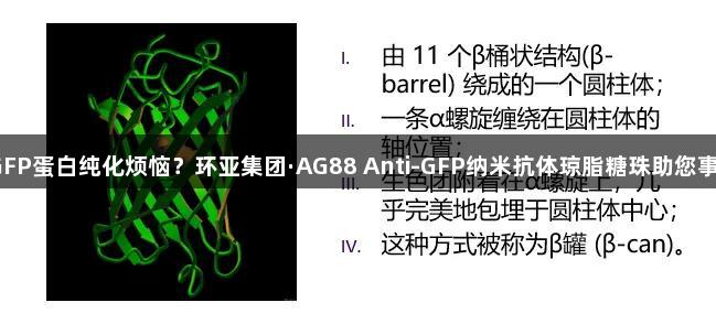 还在为GFP蛋白纯化烦恼？环亚集团·AG88 Anti-GFP纳米抗体琼脂糖珠助您事半功倍。