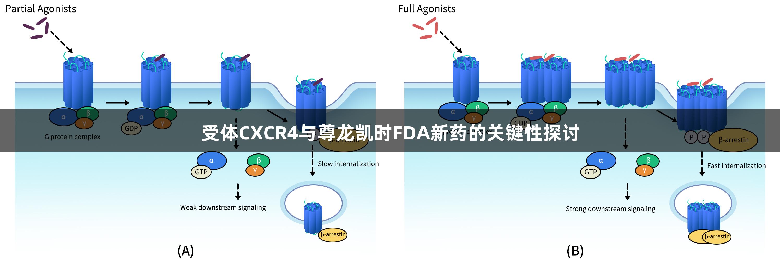 受体CXCR4与尊龙凯时FDA新药的关键性探讨
