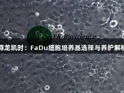尊龙凯时：FaDu细胞培养基选择与养护解析