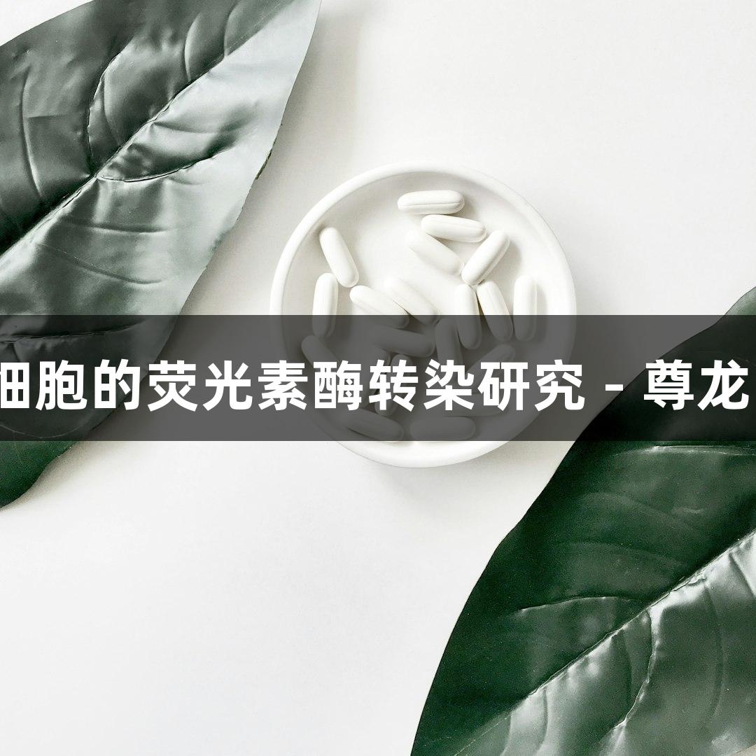 人慢性髓系白血病K562细胞的荧光素酶转染研究 - 尊龙凯时致力于生物医疗创新