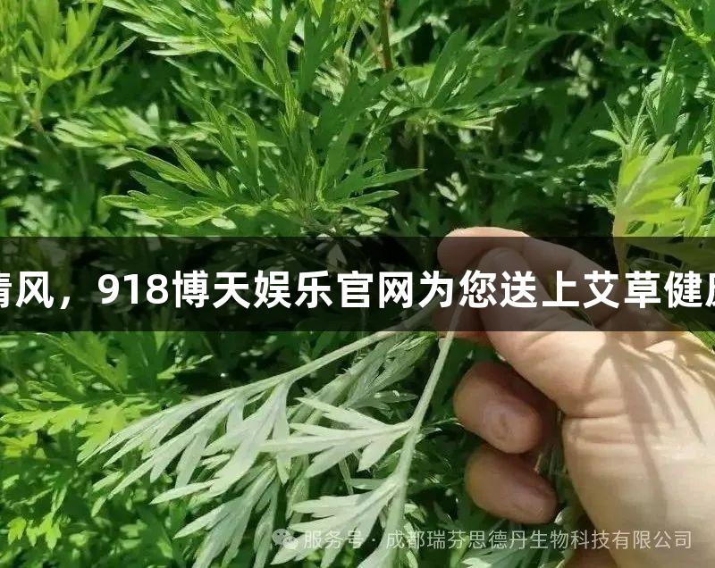 夏日清风，918博天娱乐官网为您送上艾草健康关怀