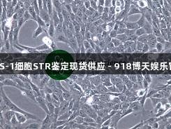 GES-1细胞STR鉴定现货供应 - 918博天娱乐官网