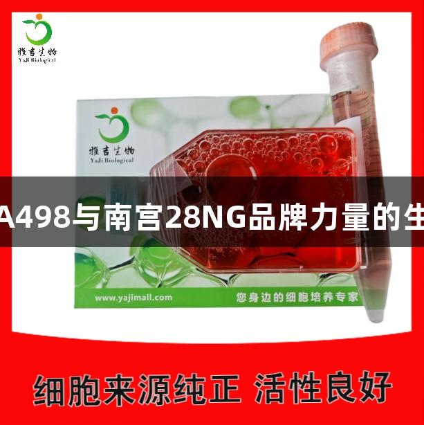 人肾癌细胞A498与南宫28NG品牌力量的生物医疗研究