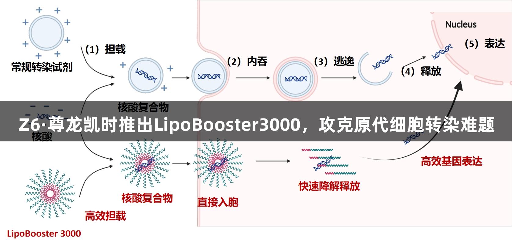 Z6·尊龙凯时推出LipoBooster3000，攻克原代细胞转染难题