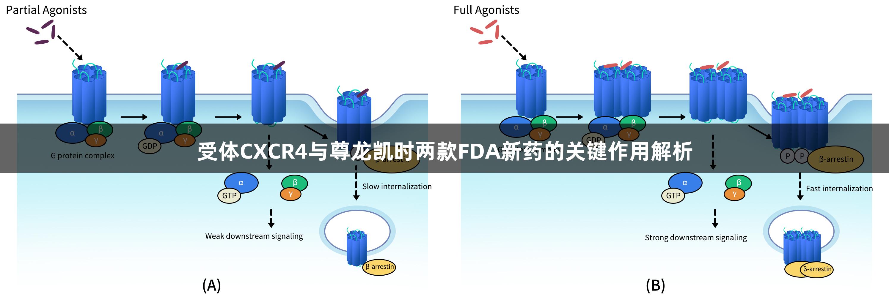 受体CXCR4与尊龙凯时两款FDA新药的关键作用解析