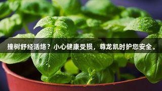 撞树舒经活络？小心健康受损，尊龙凯时护您安全。