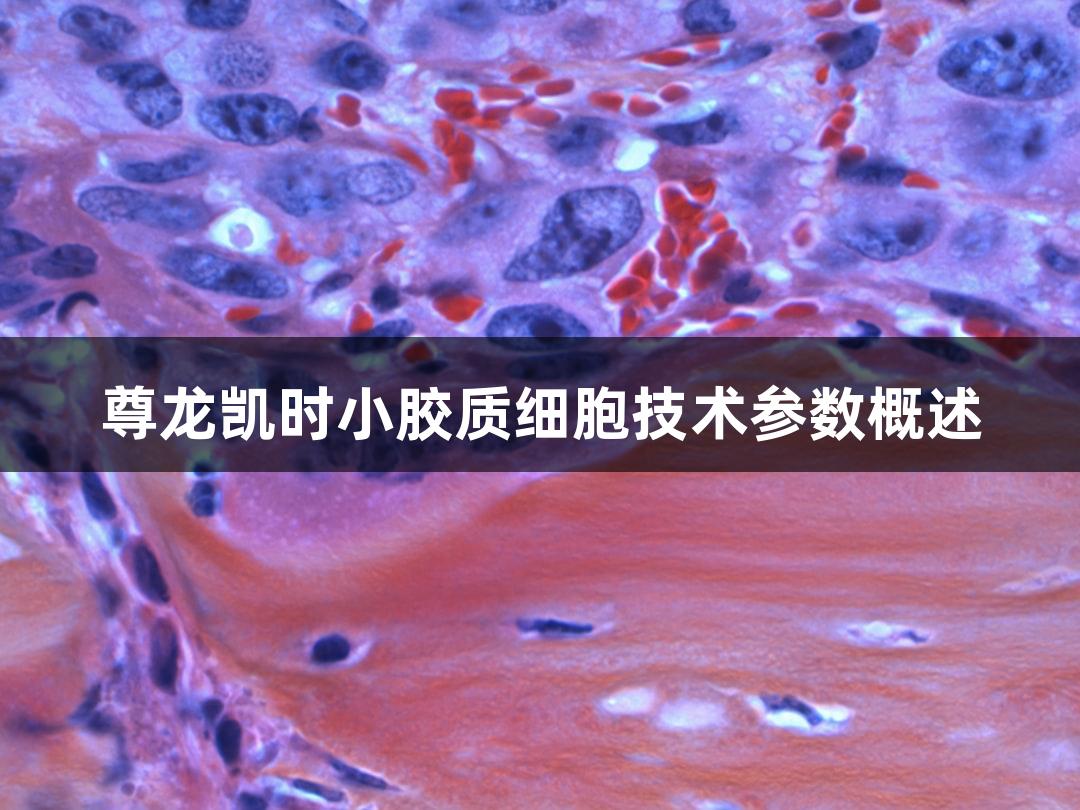 尊龙凯时小胶质细胞技术参数概述