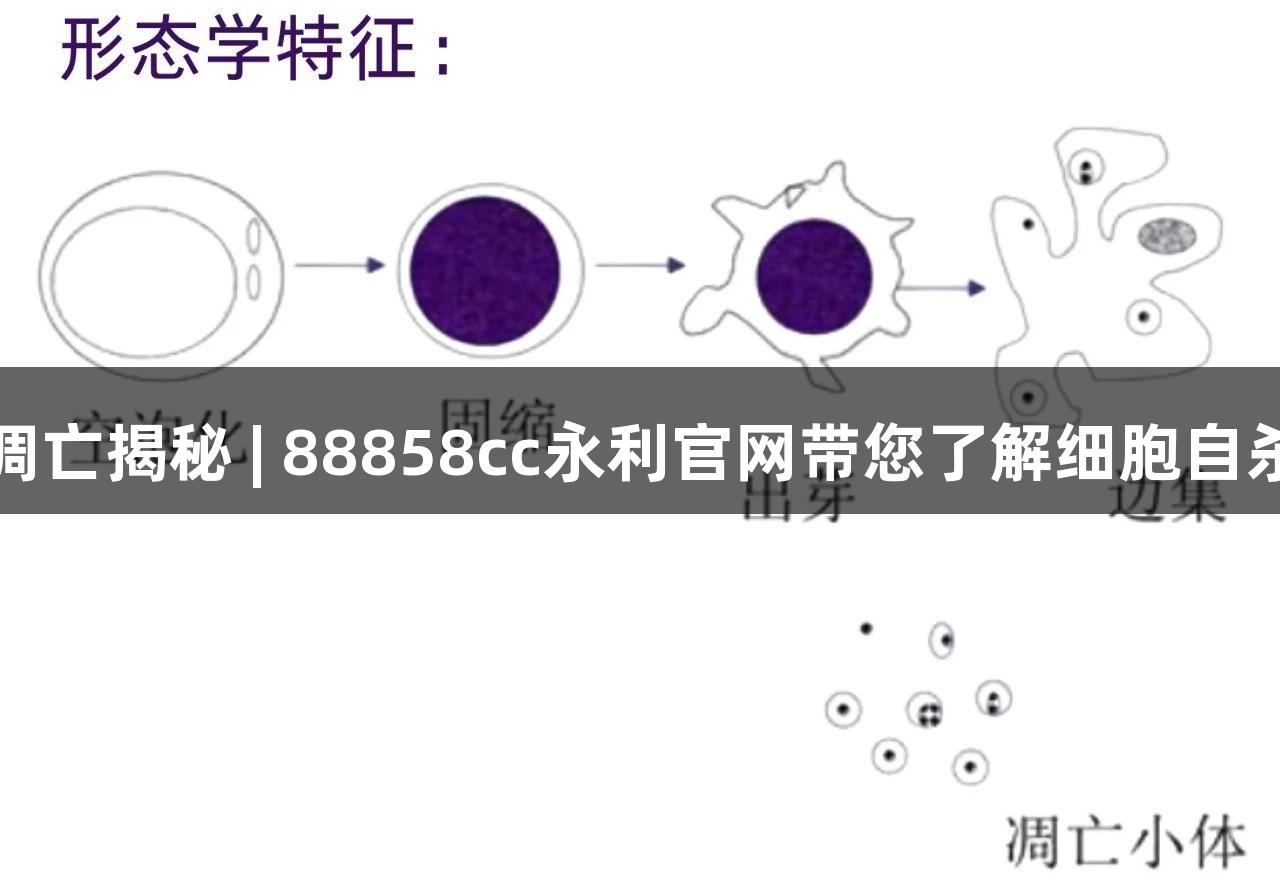 细胞凋亡揭秘 | 88858cc永利官网带您了解细胞自杀机制