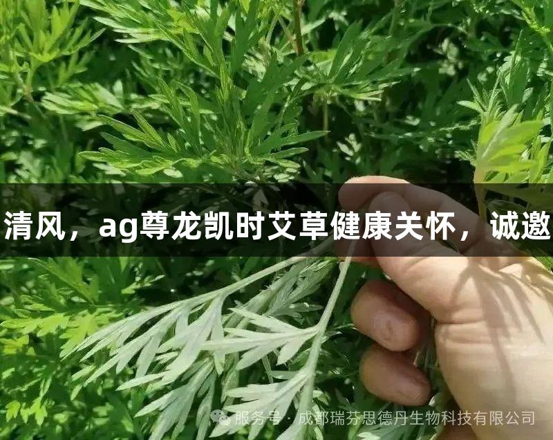 夏日清风，ag尊龙凯时艾草健康关怀，诚邀体验