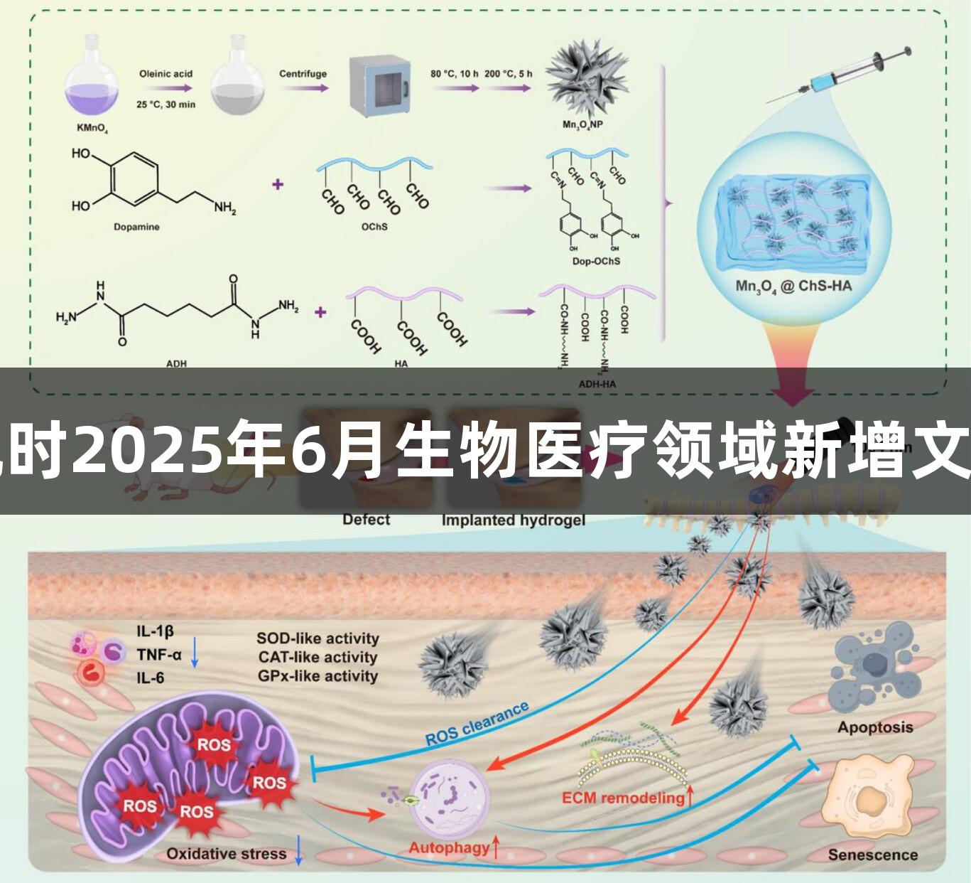 尊龙凯时2025年6月生物医疗领域新增文献分享