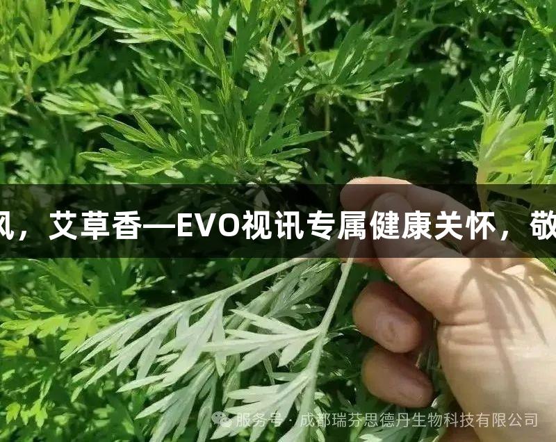 夏日清风，艾草香—EVO视讯专属健康关怀，敬请查收。