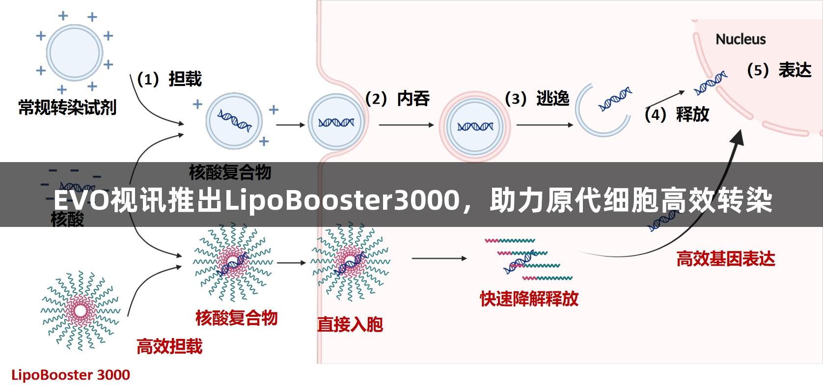 EVO视讯推出LipoBooster3000，助力原代细胞高效转染