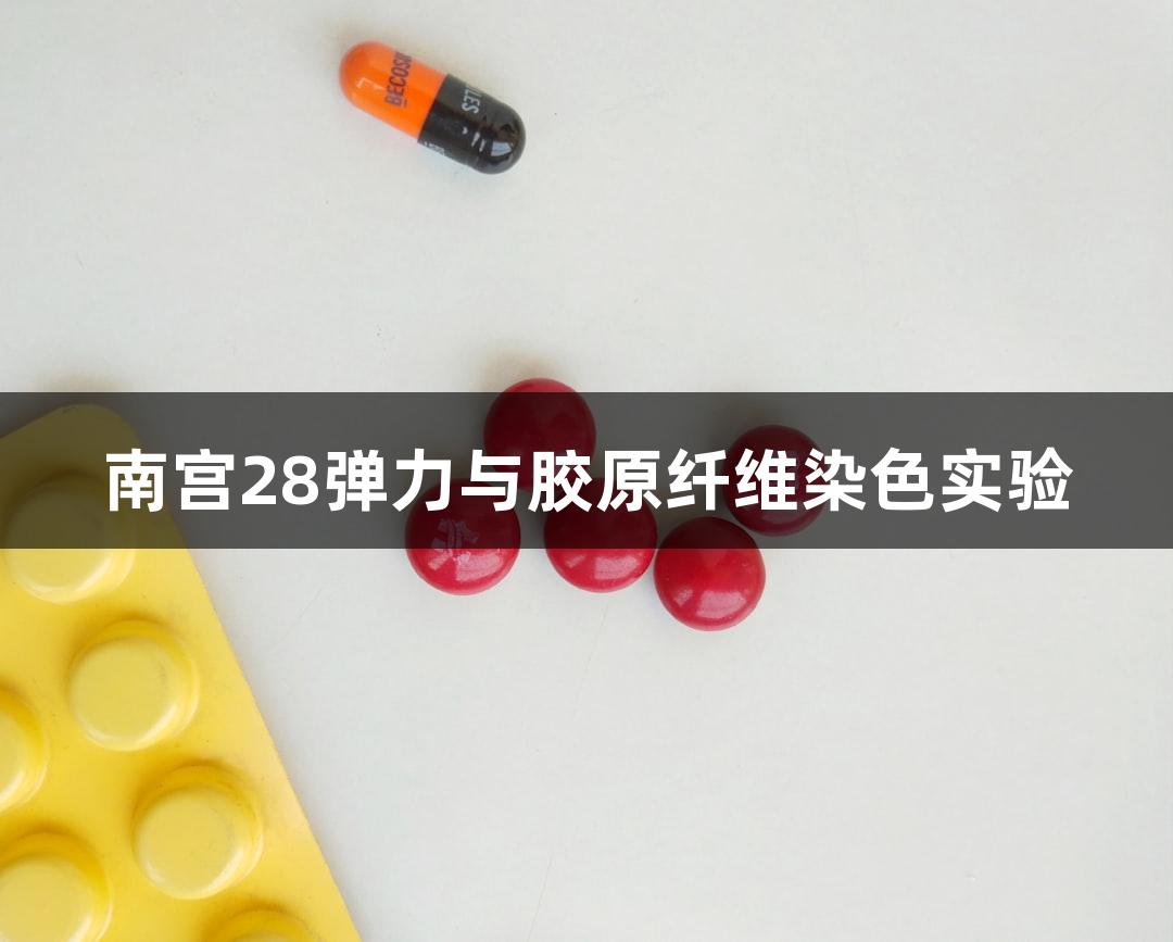 南宫28弹力与胶原纤维染色实验
