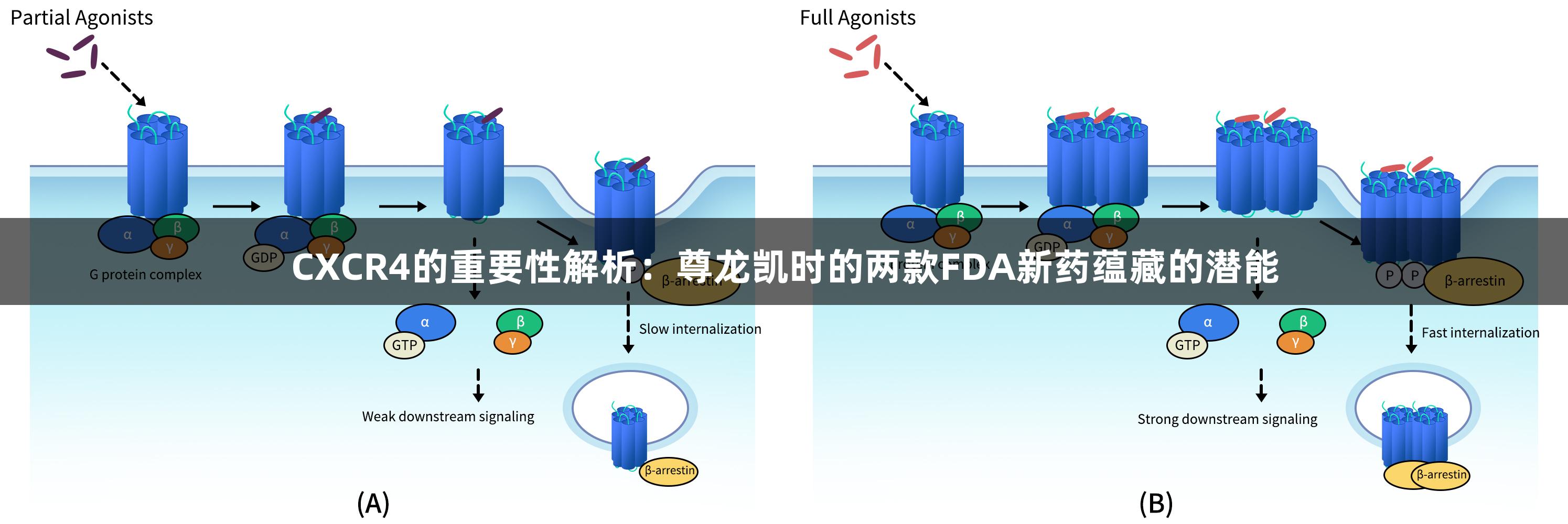 CXCR4的重要性解析：尊龙凯时的两款FDA新药蕴藏的潜能