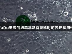 FaDu细胞的培养基及尊龙凯时的养护易用性