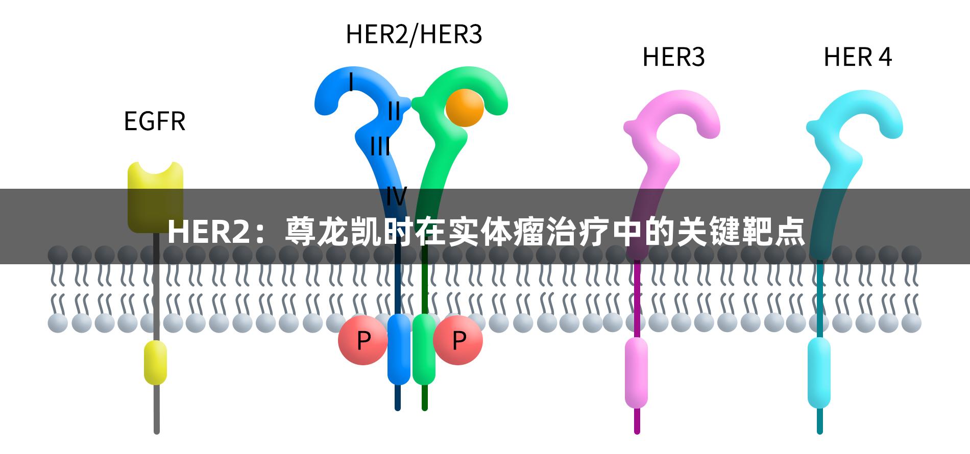 HER2：尊龙凯时在实体瘤治疗中的关键靶点