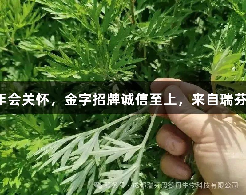 夏日艾草香，金年会关怀，金字招牌诚信至上，来自瑞芬思德的健康之选。