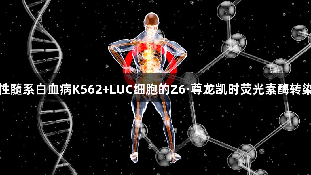 人慢性髓系白血病K562+LUC细胞的Z6·尊龙凯时荧光素酶转染研究