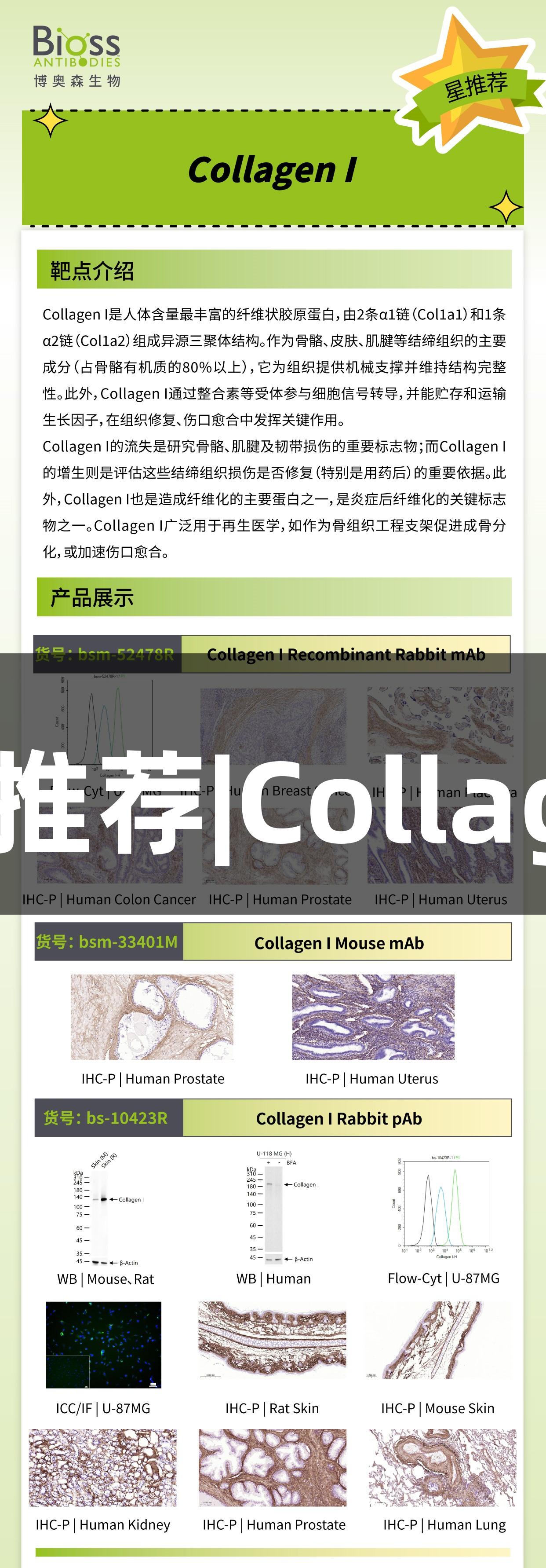 尊龙凯时推荐|Collagen I抗体