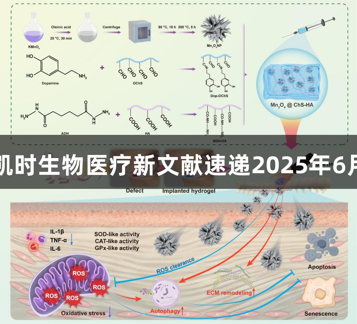 尊龙凯时生物医疗新文献速递2025年6月分享