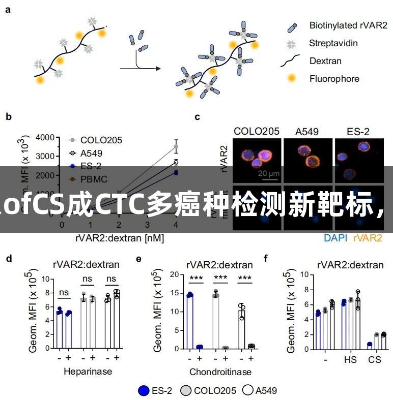 突破性发现：MILE米乐ofCS成CTC多癌种检测新靶标，赋能癌症早筛技术革新