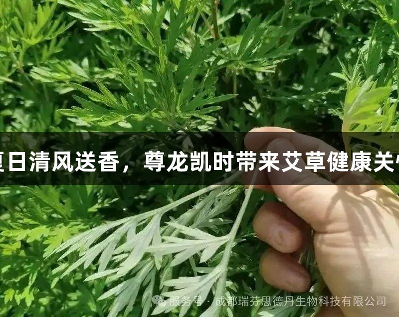夏日清风送香，尊龙凯时带来艾草健康关怀