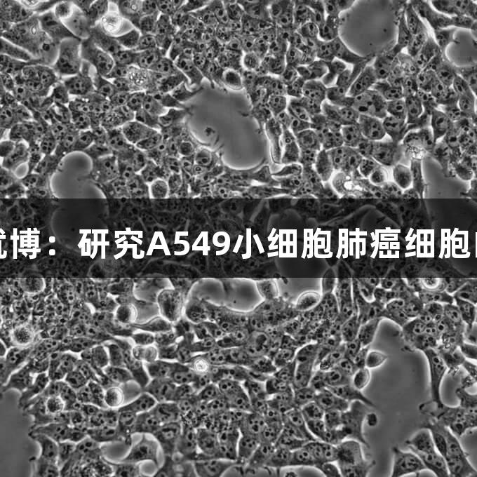 尊龙凯时人生就博：研究A549小细胞肺癌细胞的生物医疗进展