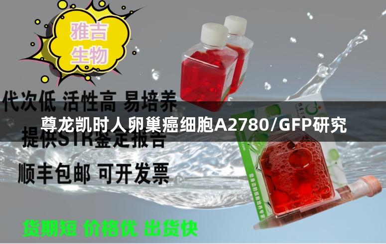 尊龙凯时人卵巢癌细胞A2780/GFP研究