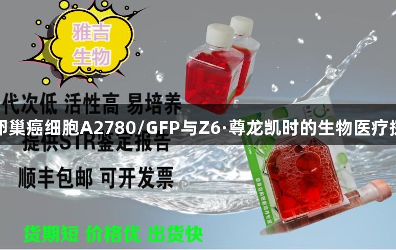 人卵巢癌细胞A2780/GFP与Z6·尊龙凯时的生物医疗探索