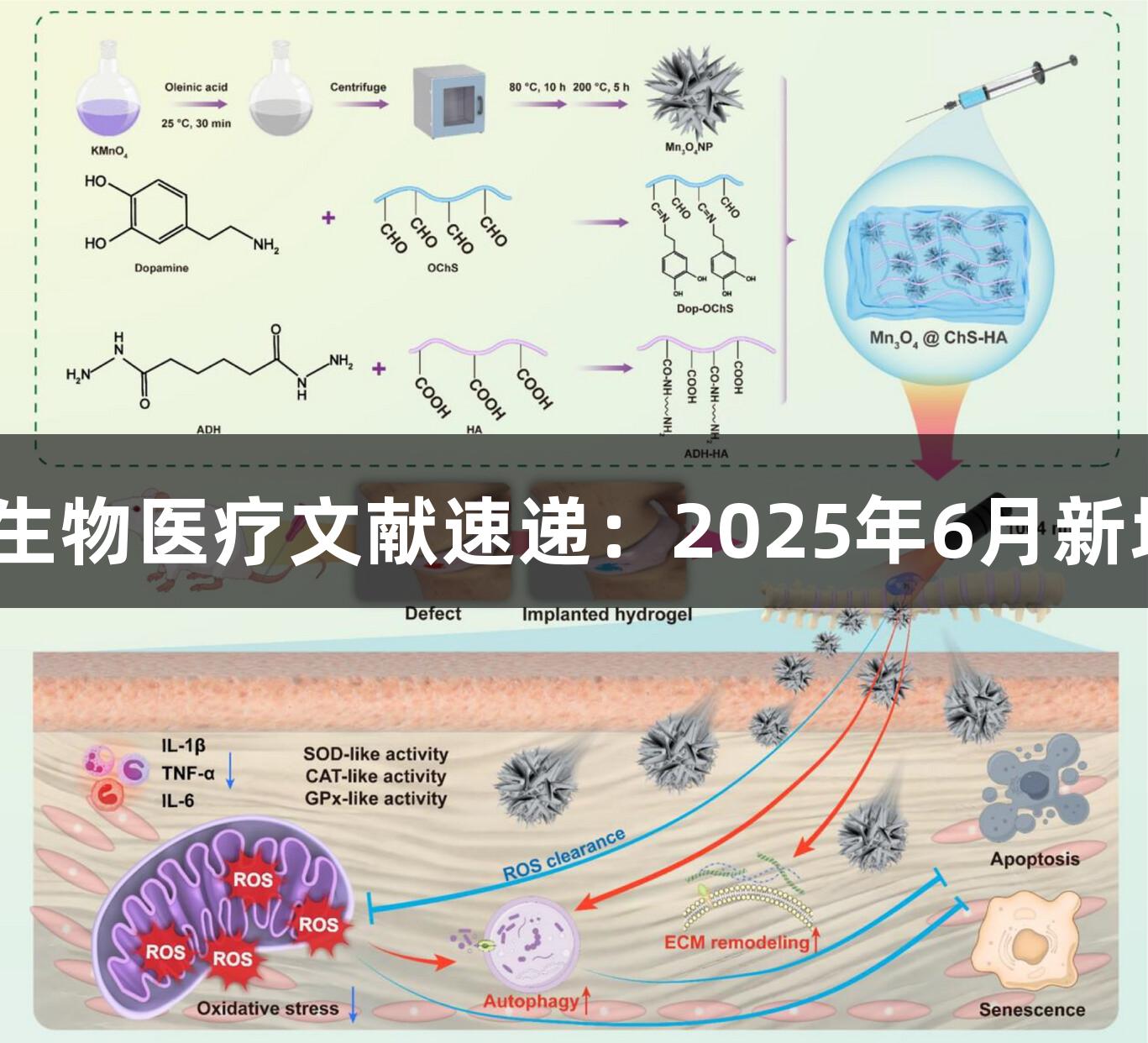 AG百家乐生物医疗文献速递：2025年6月新增引用分享