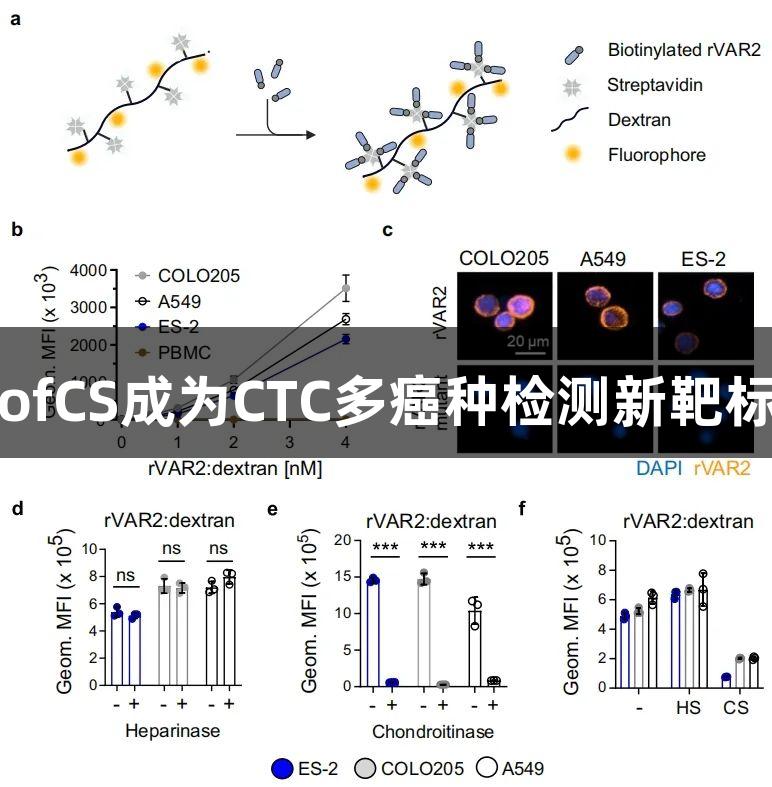 突破性发现：尊龙凯时的ofCS成为CTC多癌种检测新靶标，推动癌症早筛技术革新