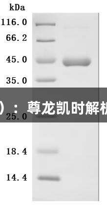 白细胞介素2（IL2）：尊龙凯时解析免疫系统的双刃剑