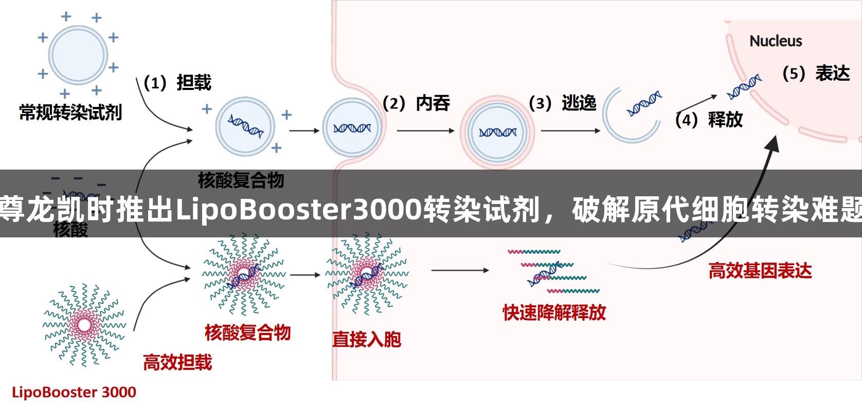 尊龙凯时推出LipoBooster3000转染试剂，破解原代细胞转染难题