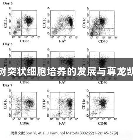 小鼠骨髓来源树突状细胞培养的发展与尊龙凯时的创新实践