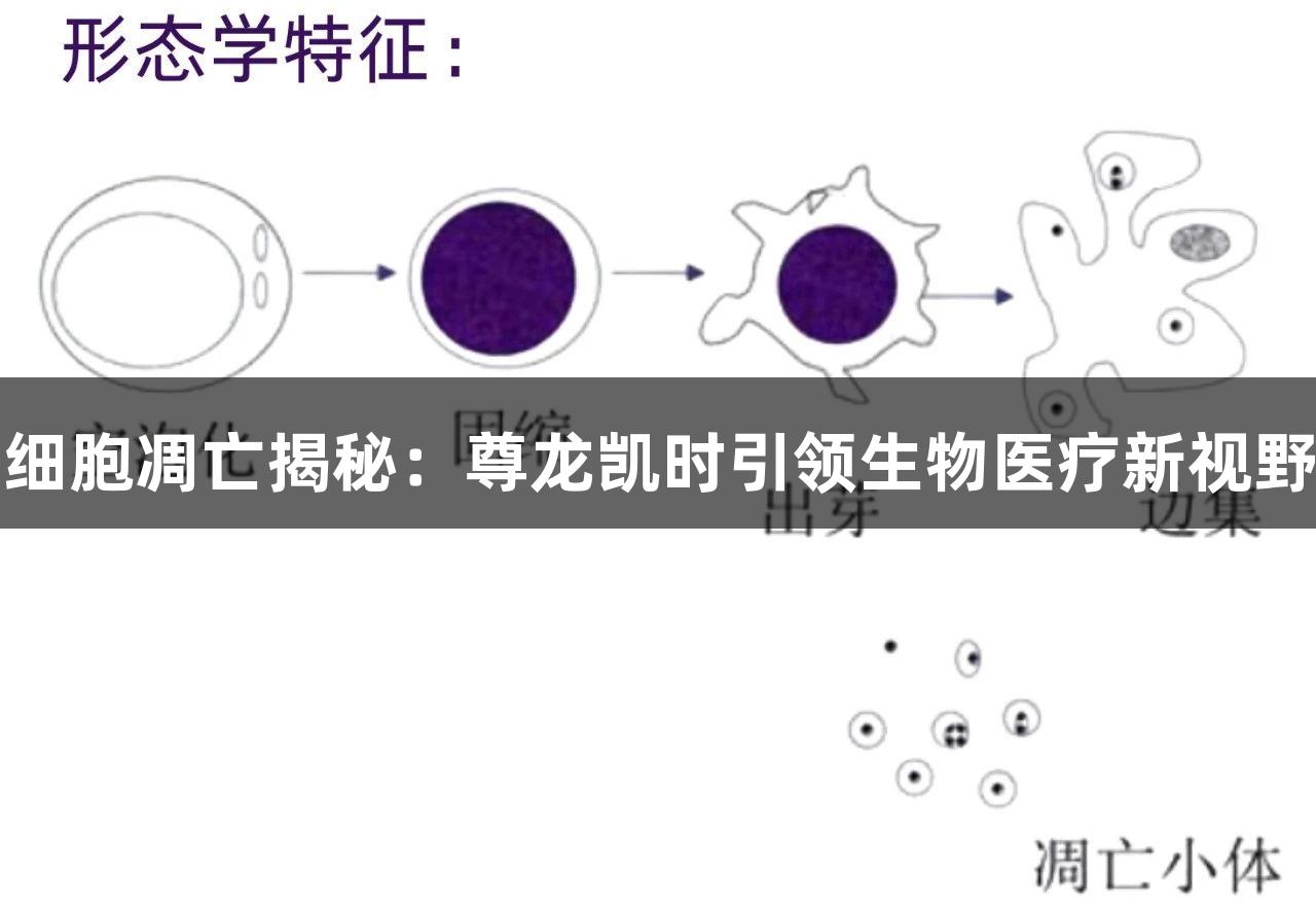 细胞凋亡揭秘：尊龙凯时引领生物医疗新视野