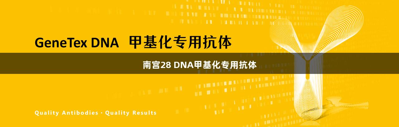 南宫28 DNA甲基化专用抗体