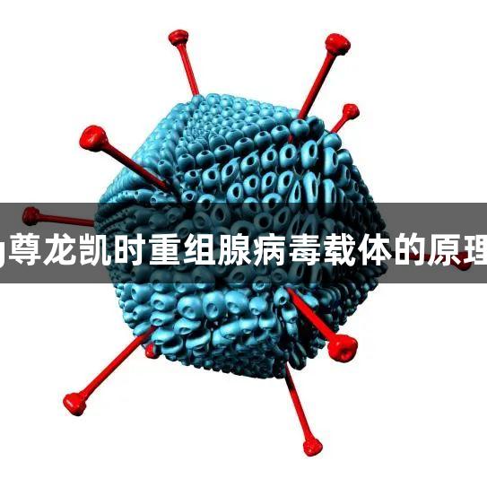 每周凯会:ag尊龙凯时重组腺病毒载体的原理、构建与应用