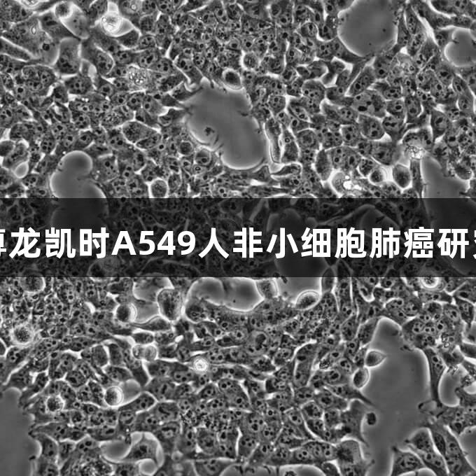 尊龙凯时A549人非小细胞肺癌研究