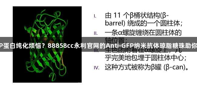 还在为GFP蛋白纯化烦恼？88858cc永利官网的Anti-GFP纳米抗体琼脂糖珠助你轻松解决！