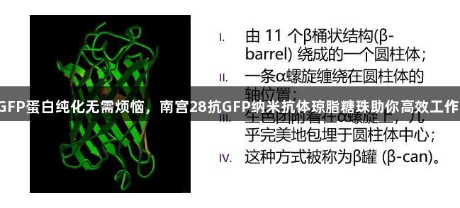 GFP蛋白纯化无需烦恼，南宫28抗GFP纳米抗体琼脂糖珠助你高效工作！