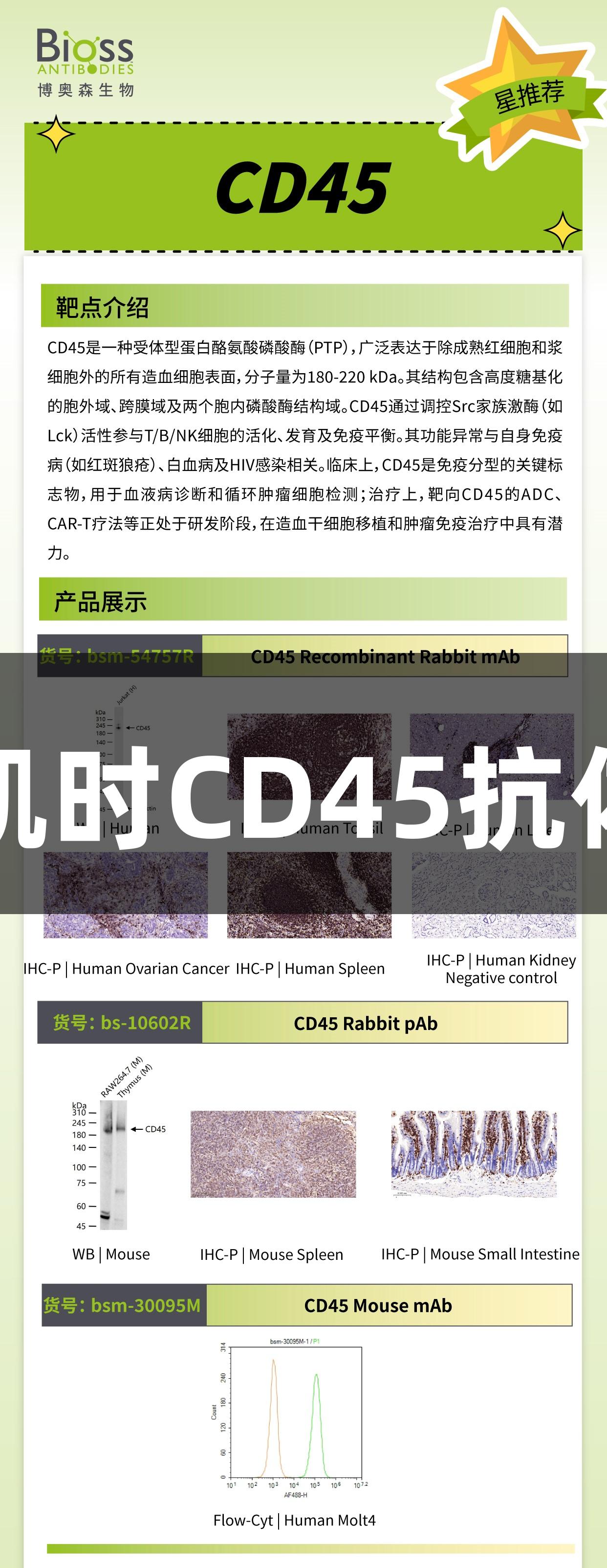 尊龙凯时CD45抗体推荐
