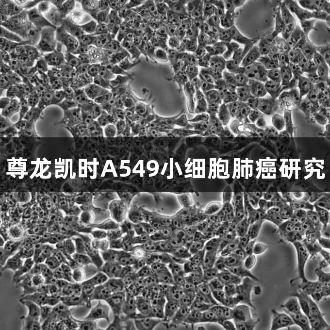 尊龙凯时A549小细胞肺癌研究