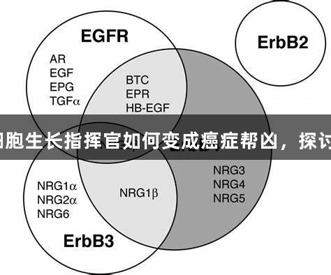 EGFR家族：尊龙凯时揭秘细胞生长指挥官如何变成癌症帮凶，探讨靶向治疗与耐药破解全解析