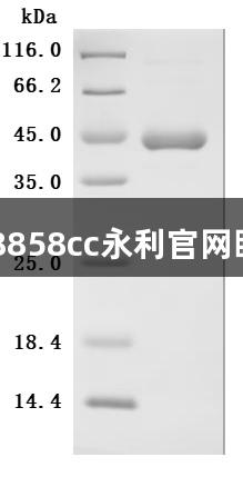 白细胞介素2（IL2）：88858cc永利官网眼中的免疫系统“双刃剑”